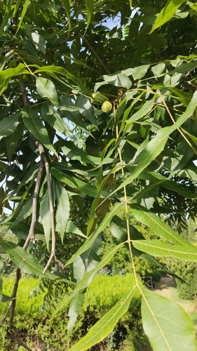 orechovité (Juglandaceae)