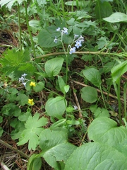 Myosotis krylovii