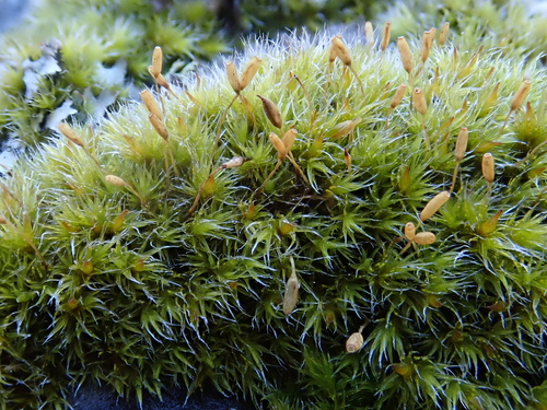 Image of Racomitrium heterostichum by (c) Christian Berg, some rights reserved (CC BY)