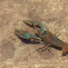 Virile Crayfish - Photo (c) Curtis Eckerman, some rights reserved (CC BY-NC), uploaded by Curtis Eckerman