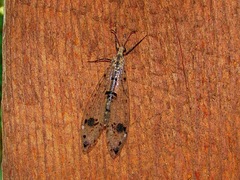 Dendroleon obsoletus