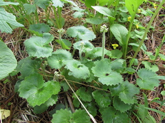 Micranthes nelsoniana aestivalis