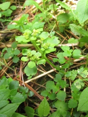 Chrysosplenium filipes