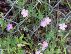 Phlox glabriflora