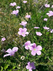 Linum viscosum
