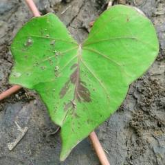 Ipomoea sagittifolia