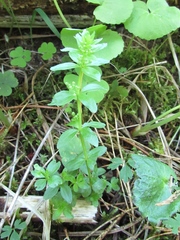 Cruciata glabra krylovii