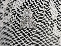 Acronicta euphorbiae