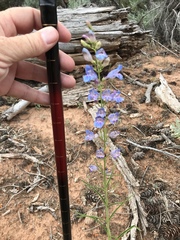 Penstemon comarrhenus