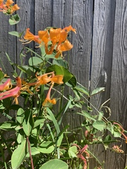 Lonicera sempervirens