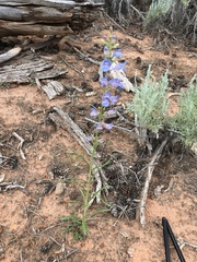 Penstemon comarrhenus