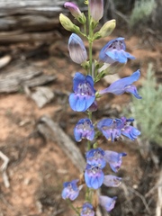 Penstemon comarrhenus