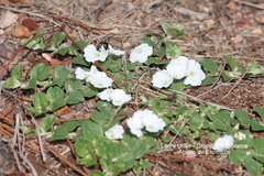 Evolvulus prostratus