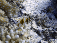 Cirrhitichthys falco