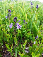 Veronica cusickii