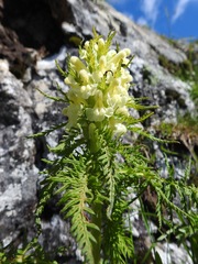 Pedicularis foliosa