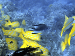 Amblyglyphidodon leucogaster