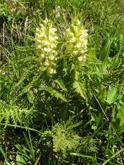 Pedicularis foliosa