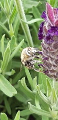 Anthophora quadrimaculata