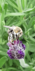 Anthophora quadrimaculata