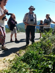 Blitum bonus-henricus