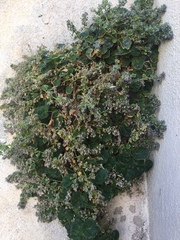 Campanula fenestrellata istriaca