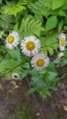 Erigeron philadelphicus