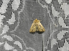 Mythimna anderreggii