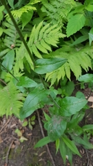 Erigeron philadelphicus