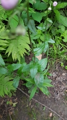 Erigeron philadelphicus