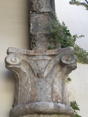 Campanula fenestrellata istriaca