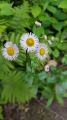 Erigeron philadelphicus