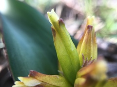 Lachenalia reflexa