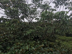 Sciodaphyllum pittieri