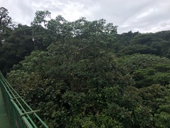 Sciodaphyllum pittieri