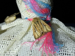 Mythimna anderreggii