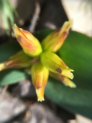Lachenalia reflexa