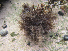 Chondracanthus chamissoi