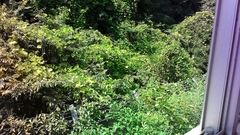 Pueraria montana lobata