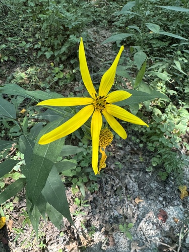 Helianthus decapetalus iNat (1)