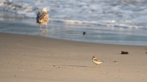Common Ringed Plover, 荷兰海牙, photo 8 of 10