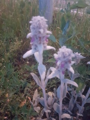 Stachys byzantina