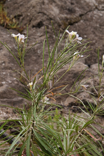 Erysimum bicolor (Erysimum bicolor)