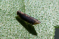 Scaphytopius loricatus