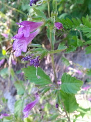 Clinopodium grandiflorum