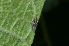 Chrysoperla pudica-group