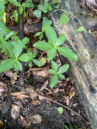 Image of Daphne pontica by (c) Илья Руденко, some rights reserved (CC BY)