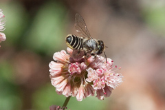 Megachile