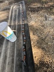 Lampropeltis alterna