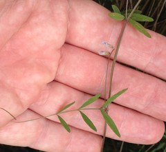 Vicia acutifolia